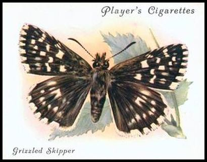 21 Grizzled Skipper